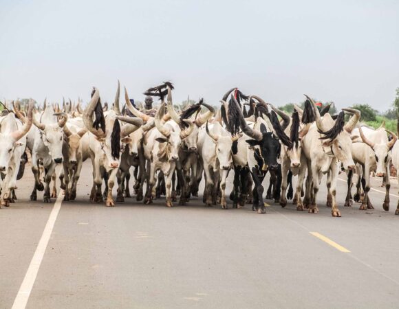 4-Day Sudd Swamps and Dinka Cattle Camp Adventure