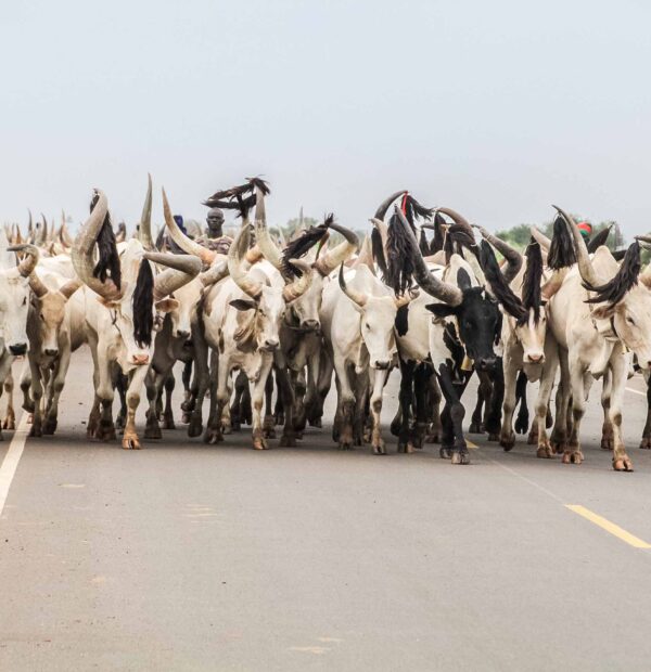 4-Day Sudd Swamps and Dinka Cattle Camp Adventure