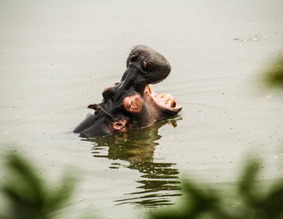 4-Days Journey Through the Heart of the Sudd Swamps