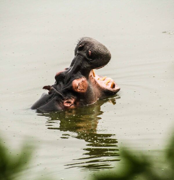 4-Days Journey Through the Heart of the Sudd Swamps